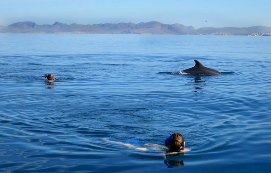 Dolphin House Trip